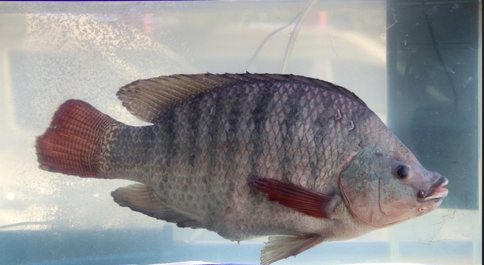 พาณิชย์ ประกาศขึ้นทะเบียน “ปลานิลสายน้ำไหลเบตง” ได้รับ GI รายการที่ 6 ของจังหวัดยะลา พร้อมเดินหน้าหนุน “ท่องเที่ยวเชิงอาหาร” ยกระดับเศรษฐกิจชุมชนชายแดนใต้ต่อเนื่อง พาณิชย์ ประกาศขึ้นทะเบียน “ปลานิลสายน้ำไหลเบตง” ได้รับ GI รายการที่ 6 ของจังหวัดยะลา พร้อมเดินหน้าหนุน “ท่องเที่ยวเชิงอาหาร” ยกระดับเศรษฐกิจชุมชนชายแดนใต้ต่อเนื่อง