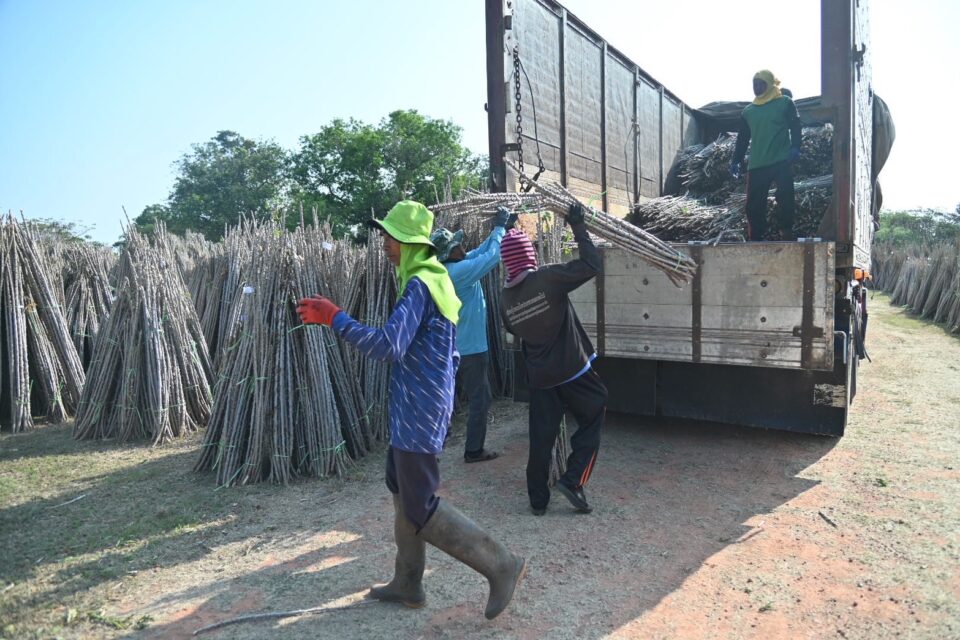 กรมการค้าภายใน เร่งกระจายท่อนพันธุ์มันสำปะหลังคุณภาพ 5 ล้านลำ ลดความเสี่ยงโรคใบด่าง มุ่งเป้าช่วยเกษตรกรเพิ่มผลผลิต -ลดต้นทุน กรมการค้าภายใน เร่งกระจายท่อนพันธุ์มันสำปะหลังคุณภาพ 5 ล้านลำ ลดความเสี่ยงโรคใบด่าง มุ่งเป้าช่วยเกษตรกรเพิ่มผลผลิต -ลดต้นทุน