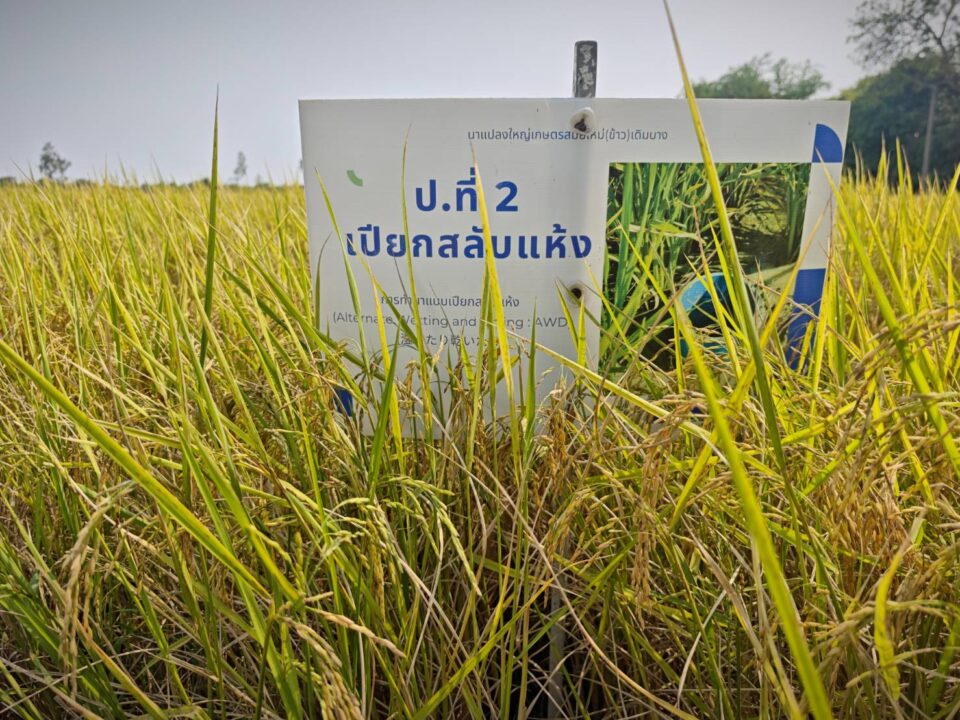 สว.ลุย"เดิมบางนางบวช" ชูชุมชนต้นแบบ ปลูกข้าวคาร์บอนต่ำ ลด Pm 2.5 สว.ลุย"เดิมบางนางบวช" ชูชุมชนต้นแบบ ปลูกข้าวคาร์บอนต่ำ ลด Pm 2.5