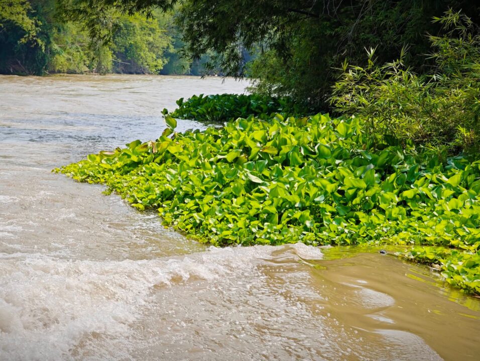 วุฒิสภา สางปัญหาน้ำท่าจีน! "ชูชาติ-จำลอง" สว.สุพรรณบุรี เร่งดันงบขุดลอก-กวาดวัชพืช วุฒิสภา สางปัญหาน้ำท่าจีน! "ชูชาติ-จำลอง" สว.สุพรรณบุรี เร่งดันงบขุดลอก-กวาดวัชพืช