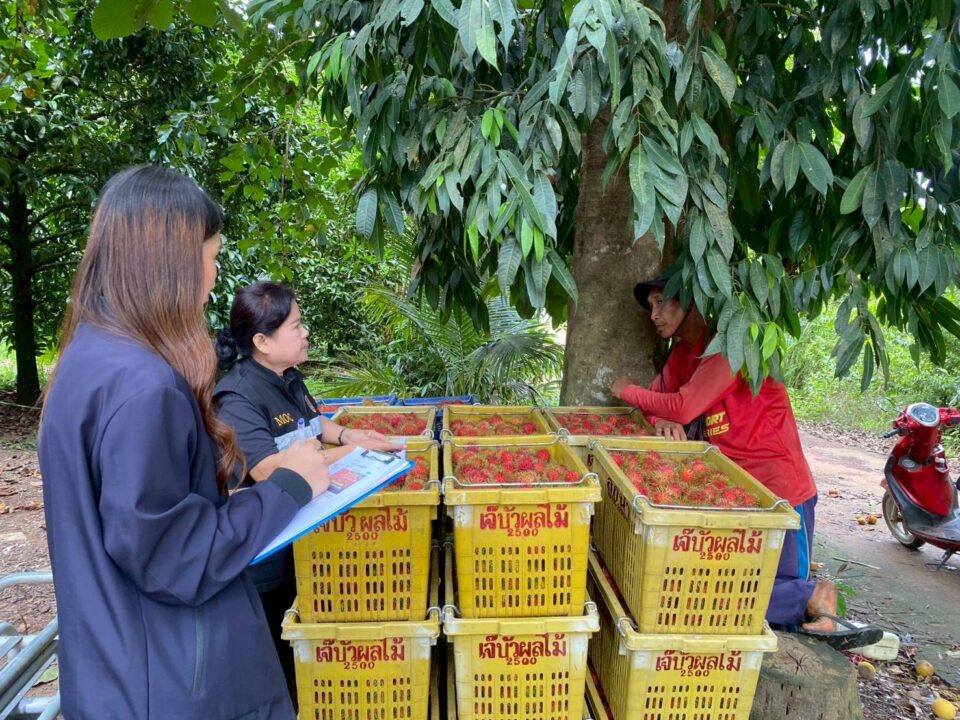 “กรมการค้าภายใน” เร่งช่วยเงาะสีทอง จ.ตราด ประสานผู้รับซื้อ เข้ารับซื้อทันทีในราคานำตลาด “กรมการค้าภายใน” เร่งช่วยเงาะสีทอง จ.ตราด ประสานผู้รับซื้อ เข้ารับซื้อทันทีในราคานำตลาด
