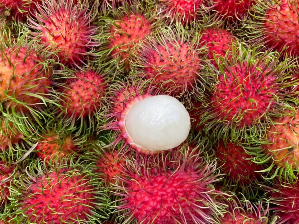 “กรมการค้าภายใน” เร่งช่วยเงาะสีทอง จ.ตราด ประสานผู้รับซื้อ เข้ารับซื้อทันทีในราคานำตลาด “กรมการค้าภายใน” เร่งช่วยเงาะสีทอง จ.ตราด ประสานผู้รับซื้อ เข้ารับซื้อทันทีในราคานำตลาด
