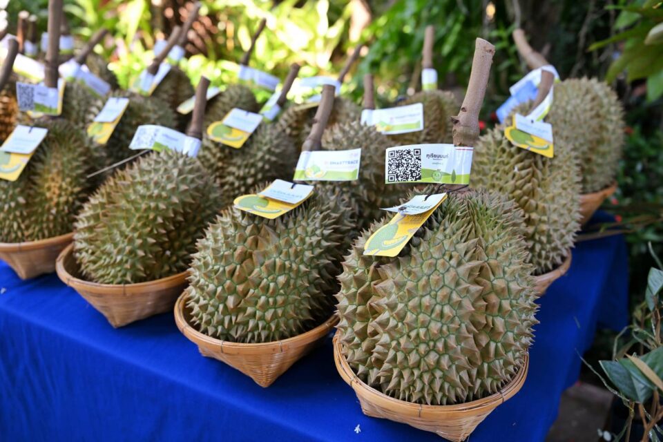 กรมทรัพย์สินทางปัญญา ใช้ QR ทุเรียนนนท์ เช็กแหล่งผลิต ยกระดับ GI ไทย กรมทรัพย์สินทางปัญญา ใช้ QR ทุเรียนนนท์ เช็กแหล่งผลิต ยกระดับ GI ไทย